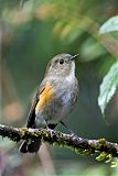 Himalayan Bluetail